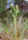 Rutlsbrken (Botrychium matricariifolium)