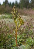 Rutlåsbräken (Botrychium matricariifolium)