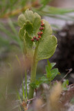 Nordlåsbräken (Botrychium boreale)