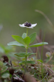 Hnsbr (Cornus suecica)