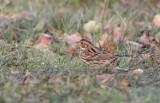 Little Bunting (Emberiza pusilla)