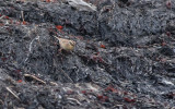 Siberian Accentor (Prunella montanella)