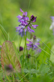 Mörk fjällvedel (Astragalus alpinus ssp. arcticus)