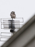 Northern Hawk Owl (Surnia uvula)