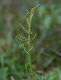 Höstlåsbräken (Botrychium multifidum)