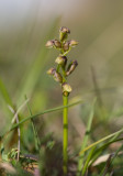 Dvrgyxne (Chamorchis alpina)