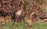 Asian Desert Warbler (Sylvia nana)