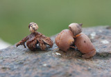 Dvärgjordstjärna (Geastrum schmidelii)