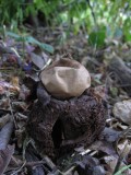 Kragjordstjrna (Geastrum michelianum)