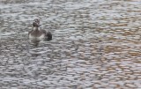 Long-tailed Duck (Clangula hyemalis)