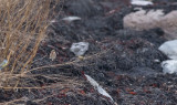 Siberian Accentor (Prunella montanella)