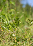 Stor låsbräken (Botrychium virginianum)