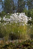 Polarull (Eriophorum scheuchzeri)