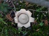 Fransig jordstjärna (Geastrum fimbriatum)