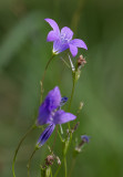 Ängsklocka (Campanula patula)