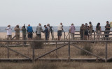 Looking for a Lesser Crested Tern