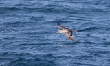 Cory's Shearwater (Calonectris diomedea)
