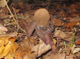 Hrig jordstjrna (Geastrum melanocephalum)