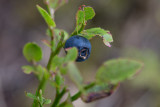 Blåbär (Vaccinium myrtillus)
