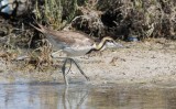 Pheasant-tailed Jacana (Hydrophasianus chirurgus)