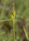 Knagglestarr (Carex flava)