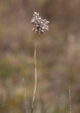 Rundlök (Allium rotundum)