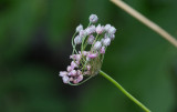 Rundlök (Rundlök (Allium rotundum))