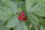Stenbär (Rubus saxatilis)