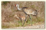 Sandhill Crane/Grues du Canada, Harns Marsh, Fl