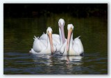 American White Pelican/Plican dAmrique, Fl;