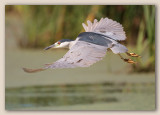 Black-Crowned Knight-Heron/Bihoreau gris