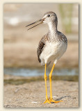 Grand Chevalier/Greater Yellowlegs