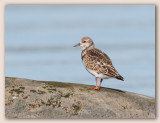 Ruddy Turnstone/Tournepierre