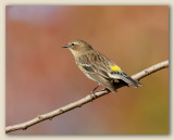 Yellow rumped Warbler/Paruline  coupion jaune F,  ou 1er hiver ?