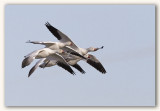 Snow Geese/Oies des neiges