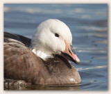 Snow goose ad. blue morph/Oie des neiges adulte sombre