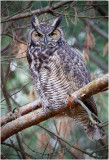 Great horned Owl/Grand duc dAmrique