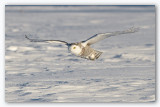 Snowy Owl/Harfang des neiges