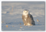 Snowy Owl/Harfang des neiges