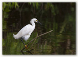 Aigrette neigeuse/Snoowy Egret, Floride