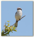 Loggerhead Shrike/Pie-griche migratrice, Fl.