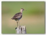 Upland Sandpiper/Maubche des champs