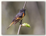 American Redstart/Paruline flamboyante