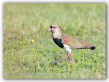 Southern lapwing/Vanneau tro