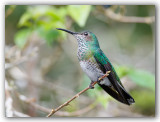 Scaly-breasted Hummingbird Colibri de Cuvier