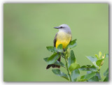 Tropical Kingbird/ Tyran mlancolique