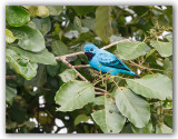 Blue Cotinga /Cotinga bleu