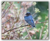 Blue and white Swallow/Hirondelle bleu et blanc 1/2