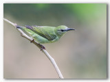 Red legged Honeycreeper f./Guit-guit sa femelle2/2