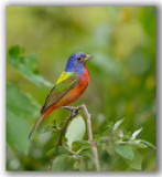 Painted Bunting/Passerin nonpareil